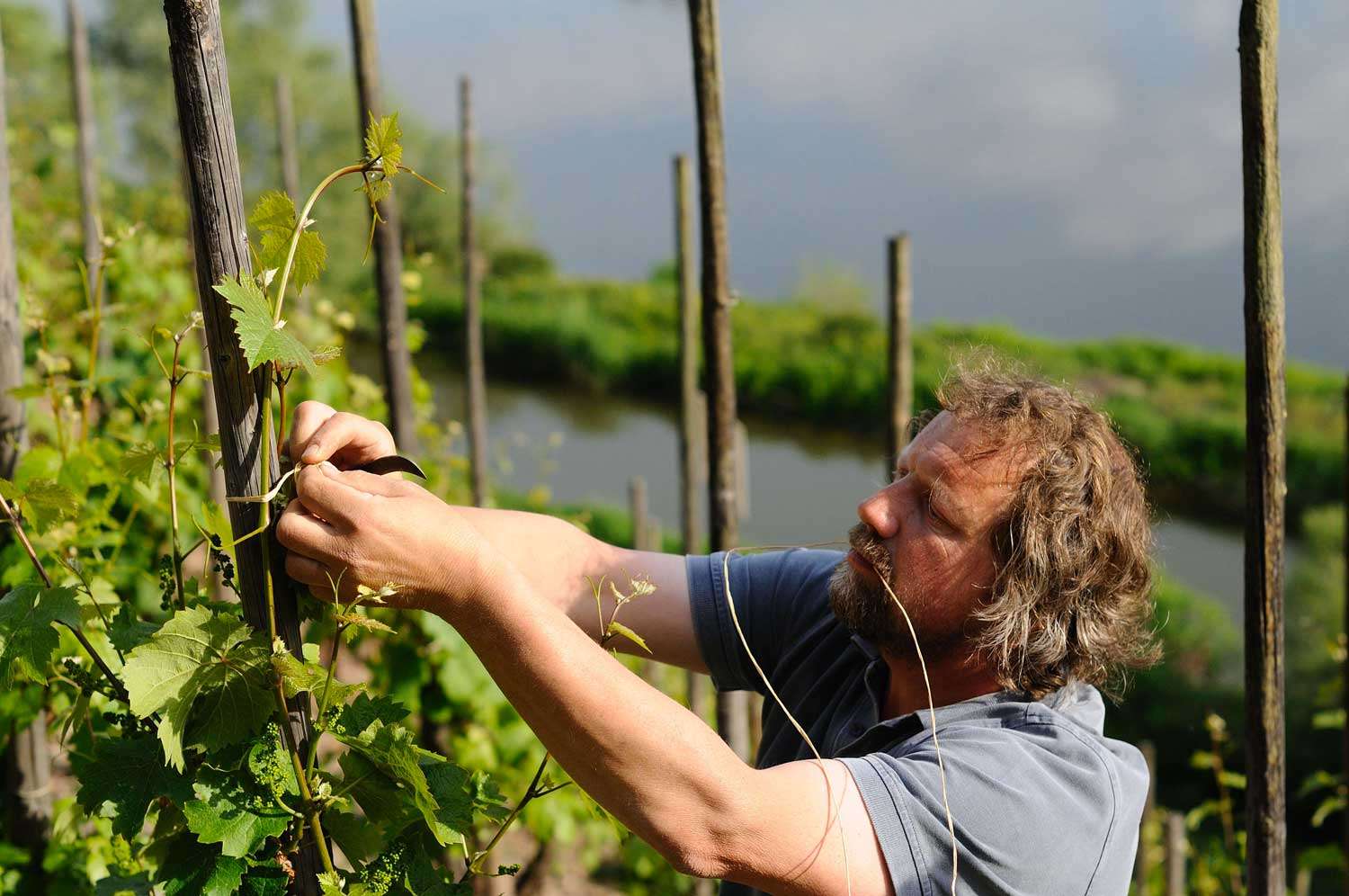 Zeitwein: Clemens Busch bei der Arbeit Banner