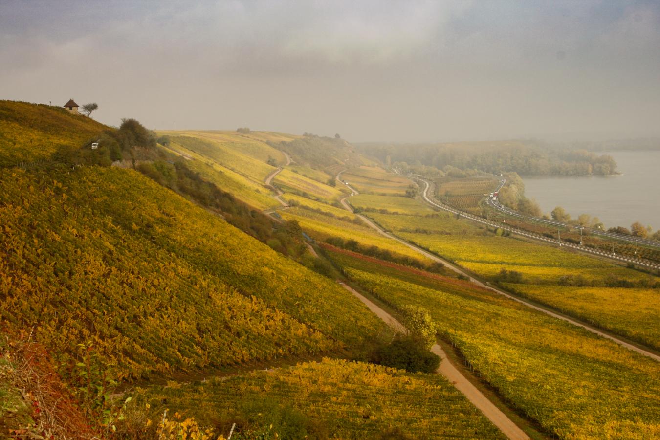 Zeitwein: Weingut Kühling-Gillot Banner