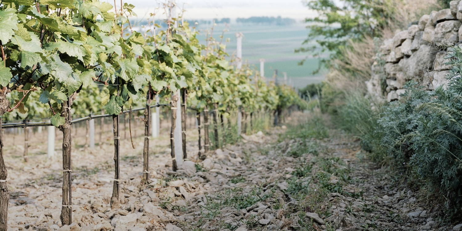 Zeitwein: Weingut Nittnaus Anita & Hans Banner