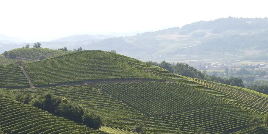 Zeitwein: Weingut Sottimano Banner